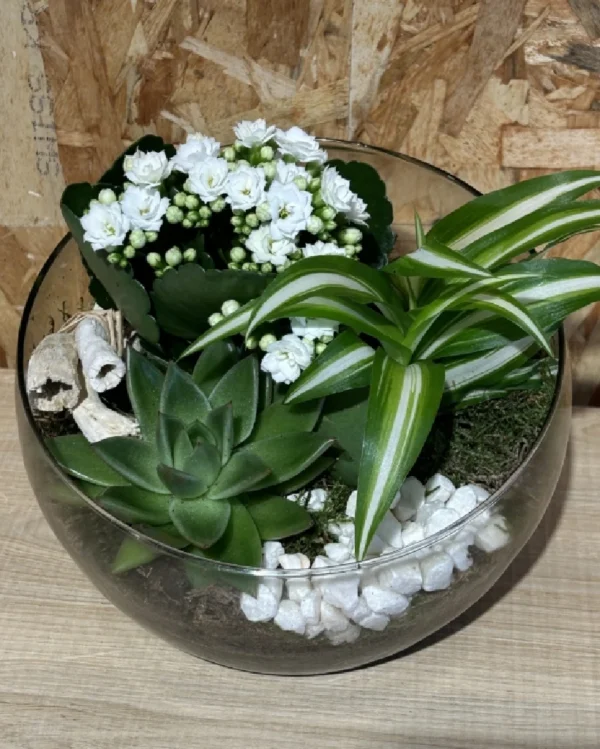 Centro white plantas. 2 PCentro white plantas