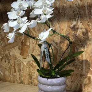 Phalaenopsis blanca espiral con maceta. 7 Phalaenopsis blanca espiral con maceta. - Imagen 4