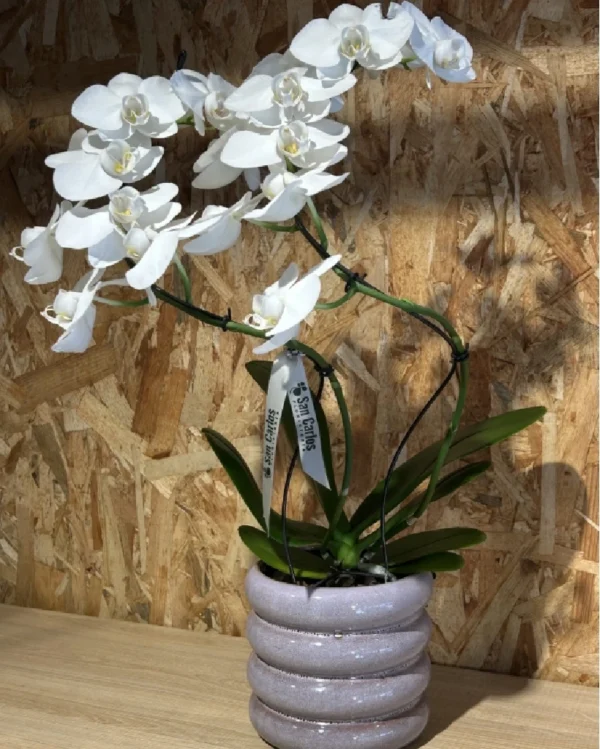 Phalaenopsis blanca espiral con maceta. 3 Phalaenopsis blanca espiral con maceta 1