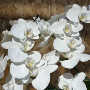 Phalaenopsis blanca espiral con maceta. 6 Phalaenopsis blanca espiral con maceta. - Imagen 3