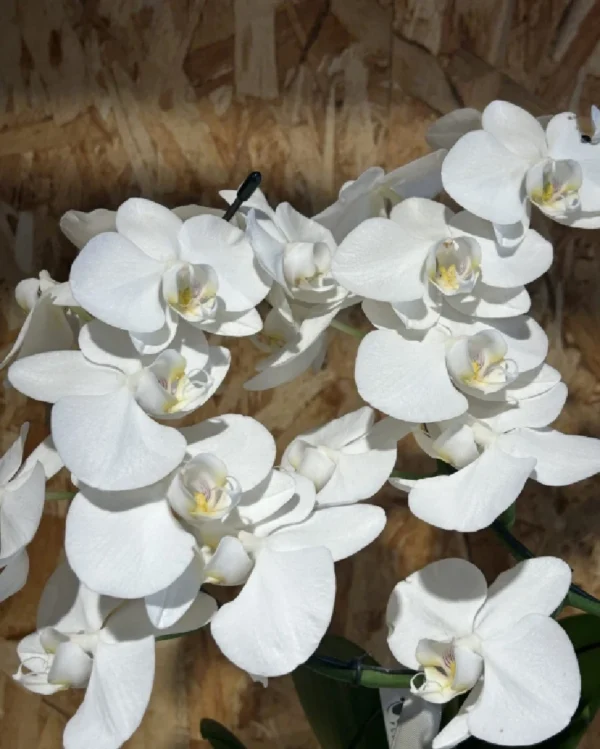 Phalaenopsis blanca espiral con maceta. 2 Phalaenopsis blanca espiral con maceta 2