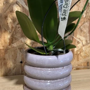 Phalaenopsis blanca espiral con maceta. 5 Phalaenopsis blanca espiral con maceta. - Imagen 2