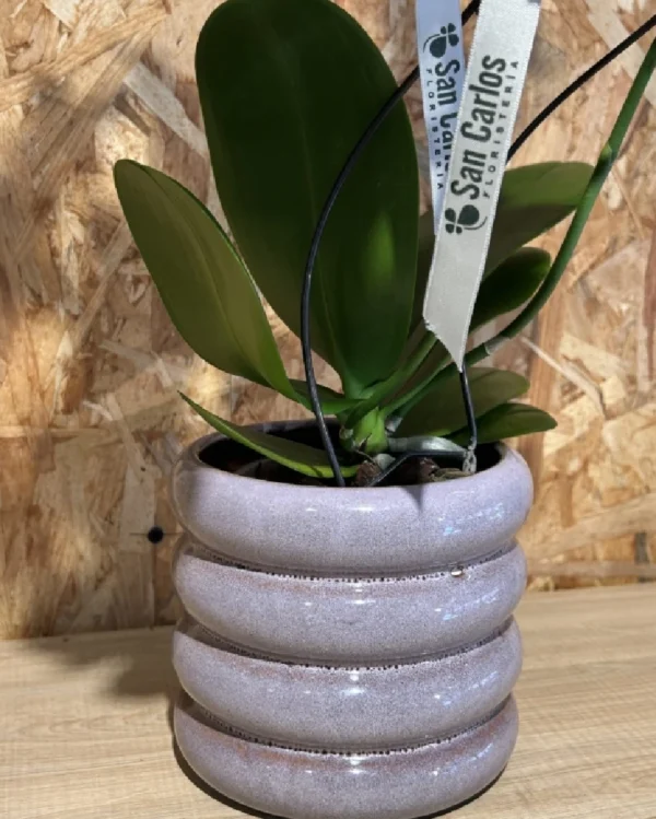 Phalaenopsis blanca espiral con maceta. 1 Phalaenopsis blanca espiral con maceta 3