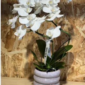 Phalaenopsis blanca espiral con maceta. 4 Phalaenopsis blanca espiral con maceta. - Imagen 1