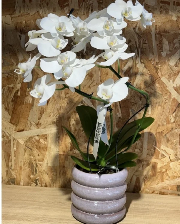 Phalaenopsis blanca espiral con maceta Phalaenopsis blanca espiral con maceta