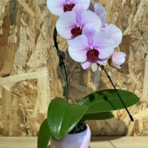 Phalaenopsis rosa Line cascada. 4 Phalaenopsis rosa Line cascada. - Imagen 2