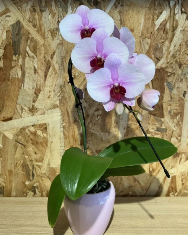 Phalaenopsis rosa Line cascada. 1 Phalaenopsis rosa Line cascada 1