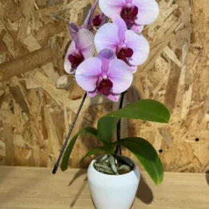 Phalaenopsis rosa Line cascada. 5 Phalaenopsis rosa Line cascada. - Imagen 3