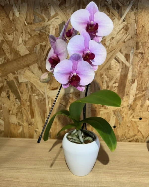 Phalaenopsis rosa Line cascada. 2 Phalaenopsis rosa Line cascada 3