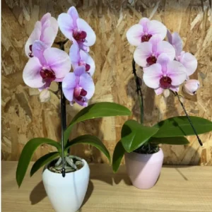 Phalaenopsis rosa Line cascada. 3 Phalaenopsis rosa Line cascada. - Imagen 1