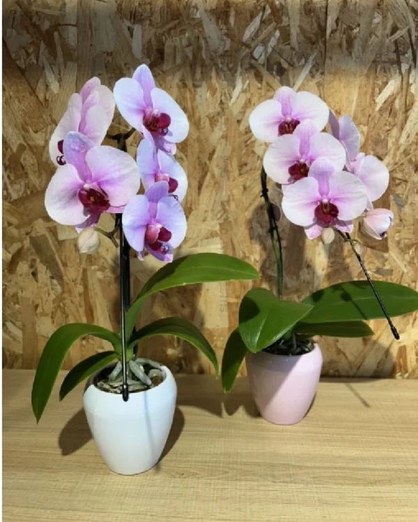 Phalaenopsis rosa Line cascada Phalaenopsis rosa Line cascada