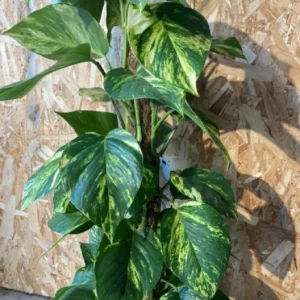 Photos tutor con maceta. 7 Photos tutor con maceta. - Imagen 4