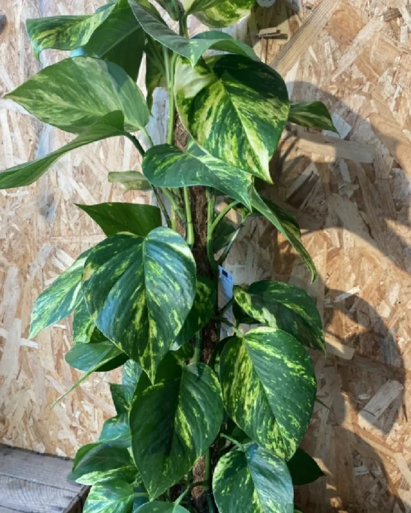 Photos tutor con maceta. 3 Photos tutor con maceta 1