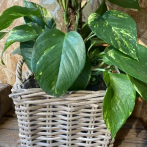 Photos tutor con maceta. 6 Photos tutor con maceta. - Imagen 3