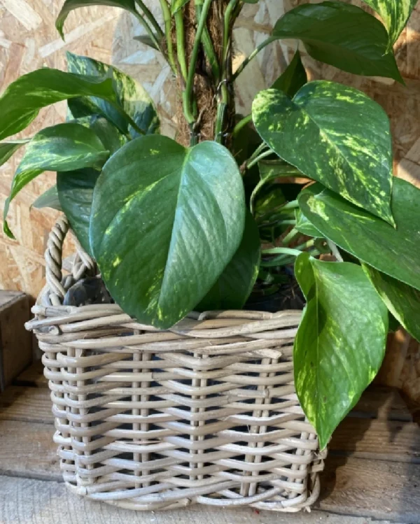 Photos tutor con maceta. 2 Photos tutor con maceta 2