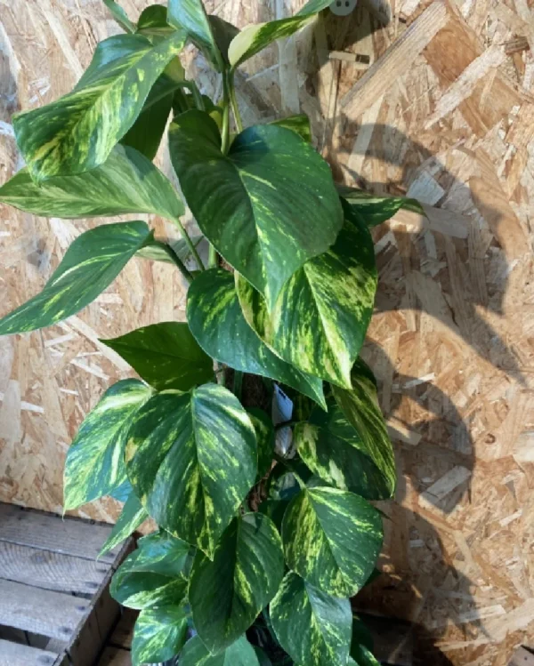 Photos tutor con maceta. 1 Photos tutor con maceta 3