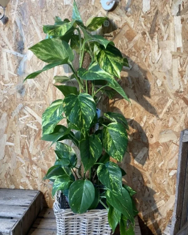 Photos tutor con maceta Photos tutor con maceta