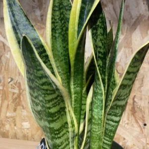 Sanseviera con maceta zinc. - Imagen 3