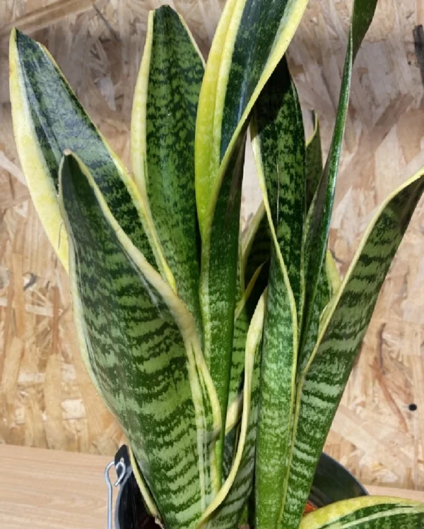 Sanseviera con maceta zinc 1