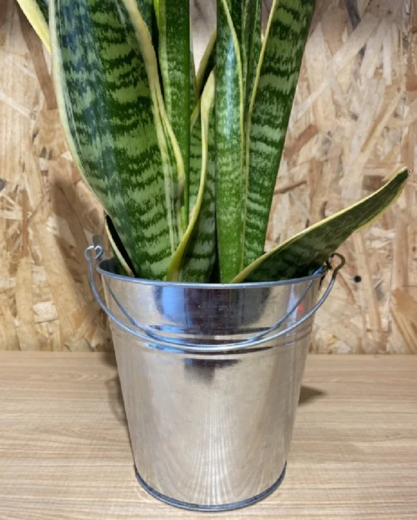 Sanseviera con maceta zinc 2