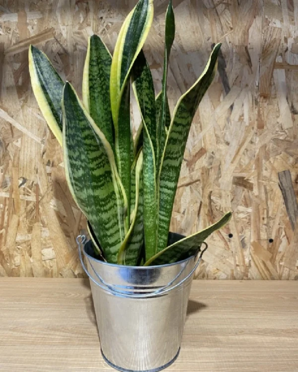 Sanseviera con maceta zinc