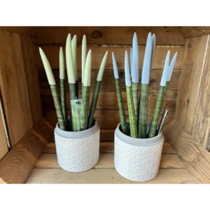 Sansevieria Cilíndrica Rainbow. - Imagen 4