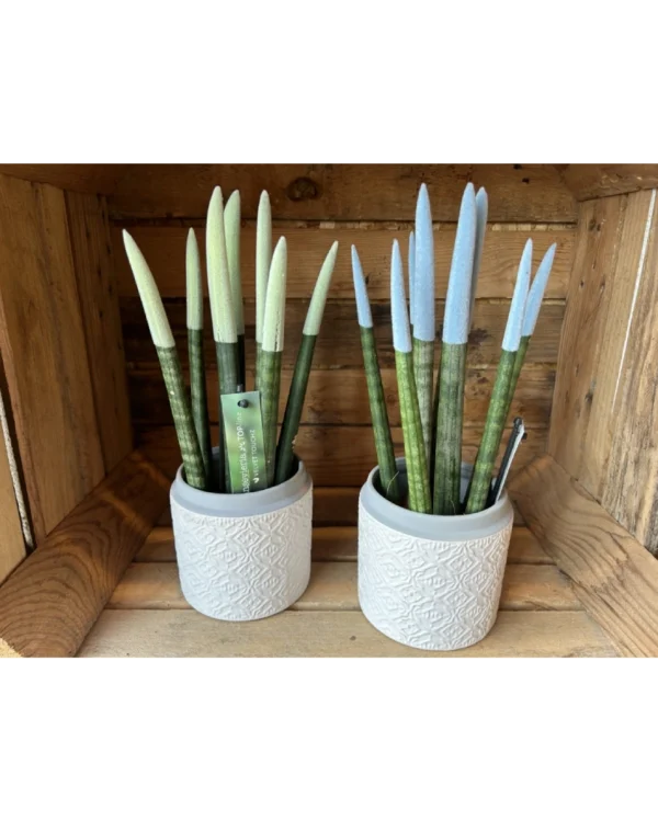 Sansevieria Cilindrica Rainbow 2