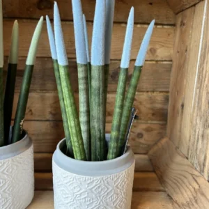 Sansevieria Cilíndrica Rainbow. - Imagen 3