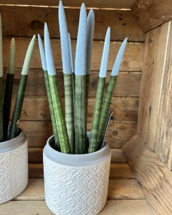 Sansevieria Cilindrica Rainbow 3