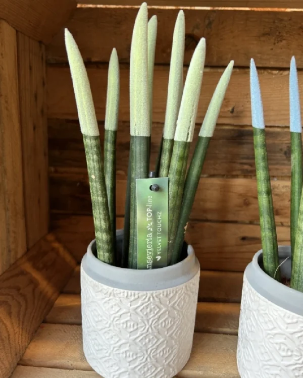 Sansevieria Cilindrica Rainbow 4