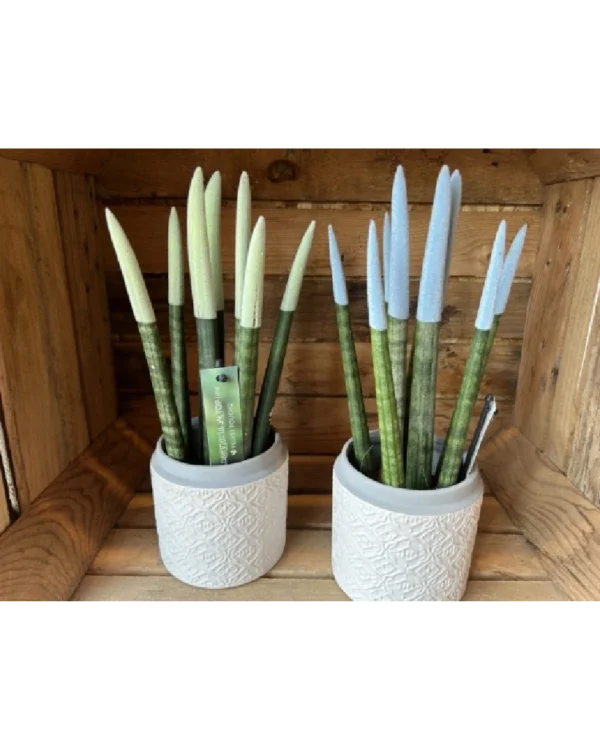 Sansevieria Cilindrica Rainbow