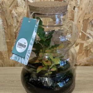 Terrarium cristal con plantas. - Imagen 7