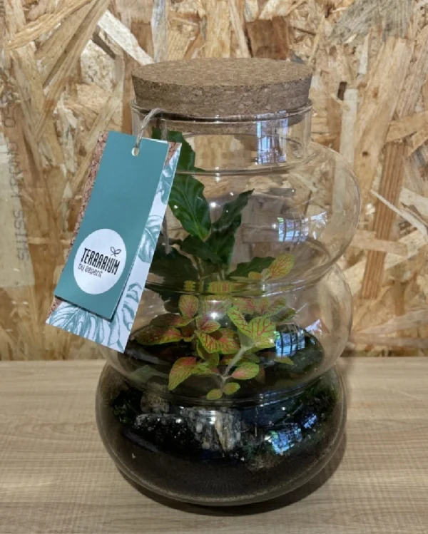 Terrarium cristal con plantas 10