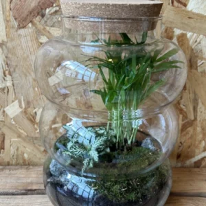 Terrarium cristal con plantas. - Imagen 6