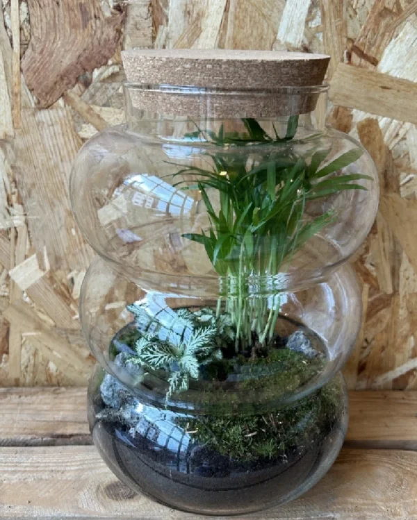 Terrarium cristal con plantas 11