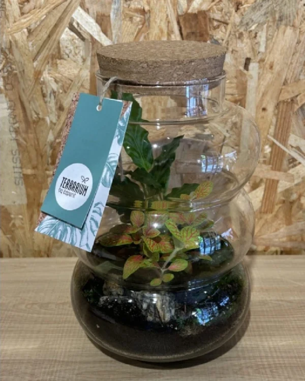 Terrarium cristal con plantas 5