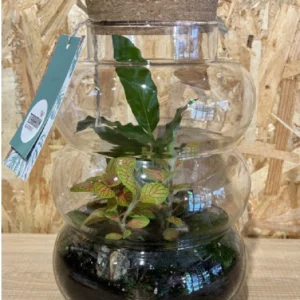 Terrarium cristal con plantas. - Imagen 5