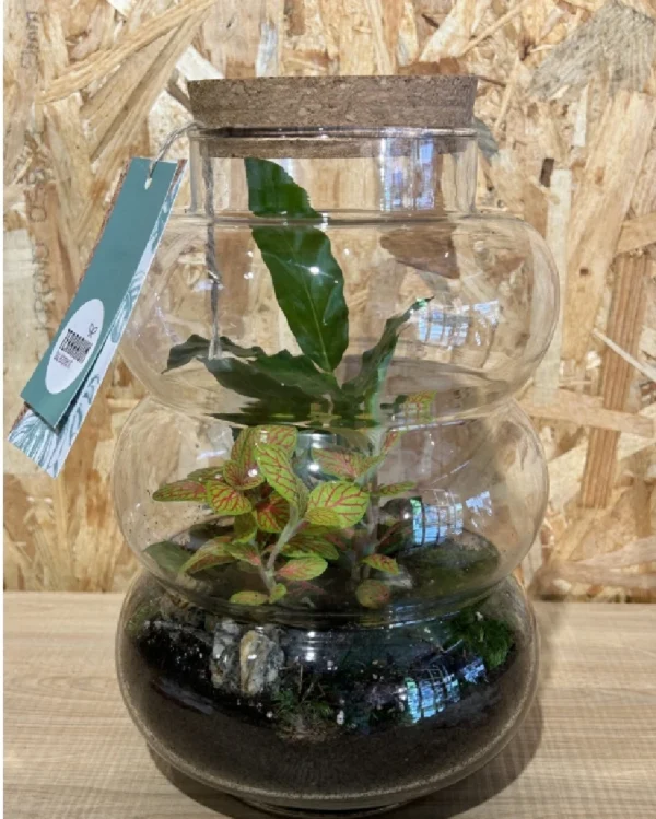 Terrarium cristal con plantas 6