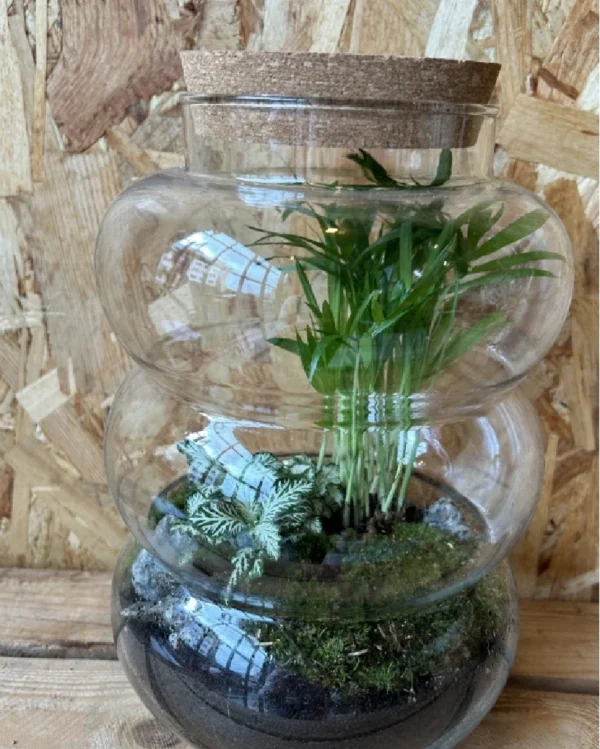 Terrarium cristal con plantas 7