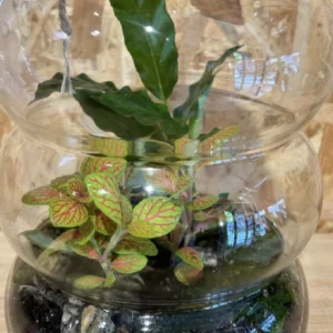 Terrarium cristal con plantas. - Imagen 3