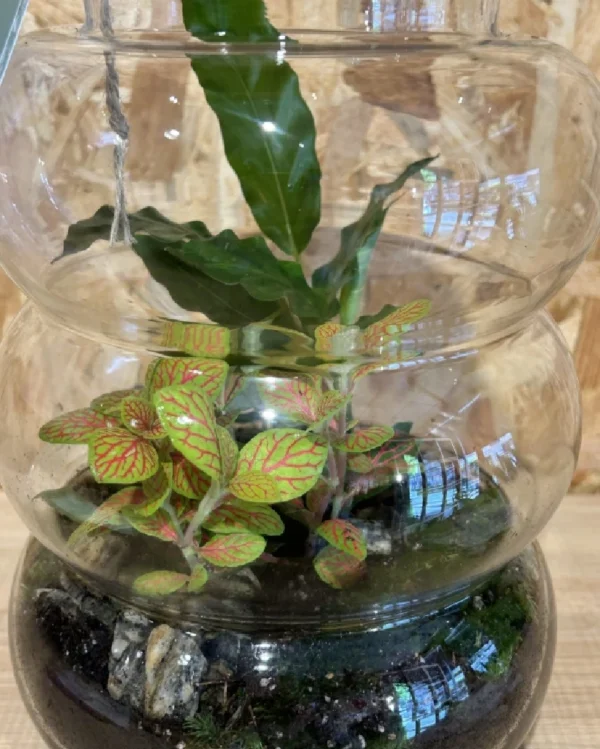 Terrarium cristal con plantas 8