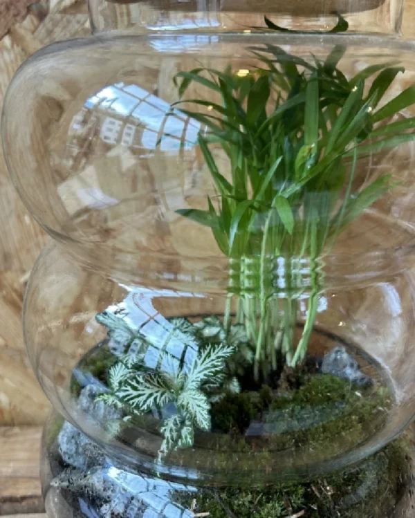 Terrarium cristal con plantas 9