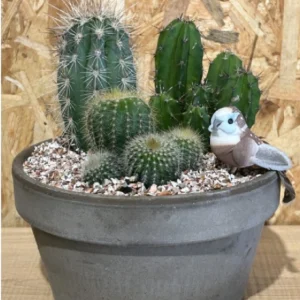 Centro de 3 cactus . 4 Centro de 3 cactus . - Imagen 1