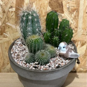 Centro de 3 cactus . 7 Centro de 3 cactus . - Imagen 4