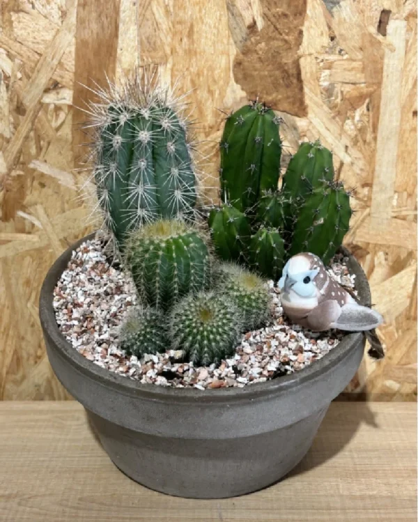 Centro de 3 cactus . 3 Centro con plantas en base pink cuerda 4