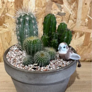 Centro de 3 cactus . 6 Centro de 3 cactus . - Imagen 3