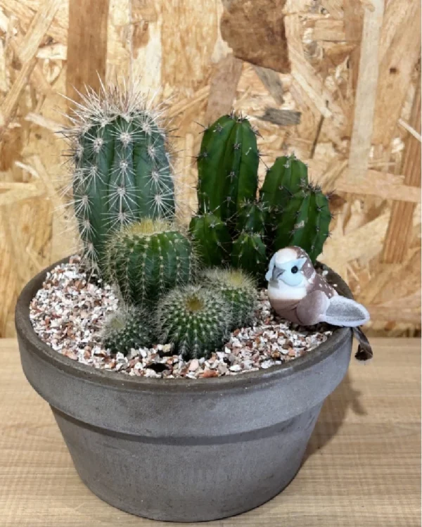 Centro de 3 cactus . 2 Centro con plantas en base pink cuerda 5