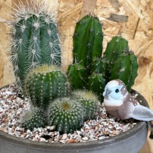 Centro de 3 cactus . 5 Centro de 3 cactus . - Imagen 2