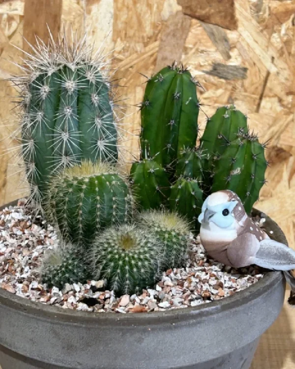 Centro de 3 cactus . 1 Centro con plantas en base pink cuerda 6