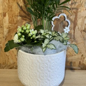 Centro de plantas basic white. 5 Centro de plantas basic white. - Imagen 3